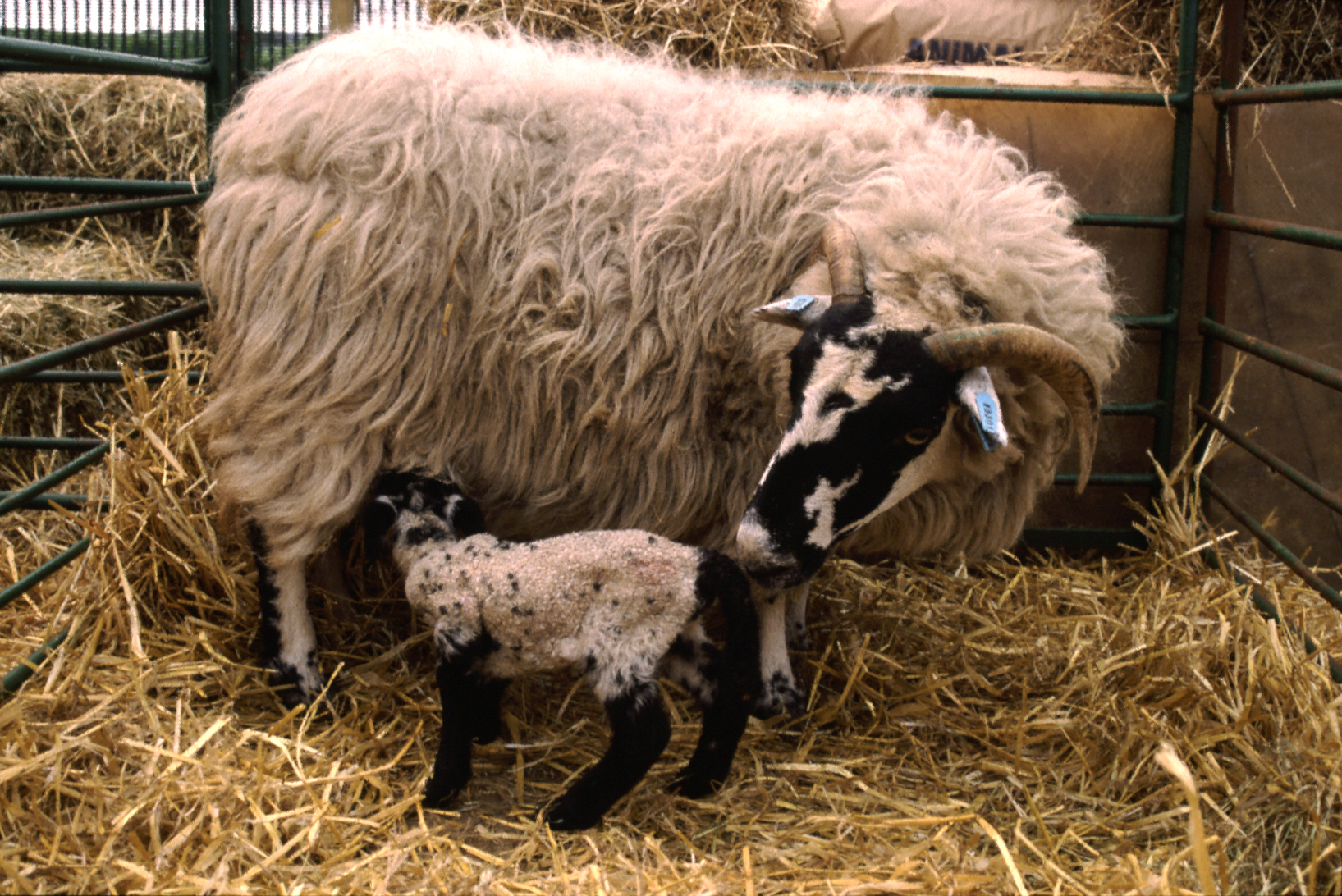 Toxoplasmosis is one of the most commonly diagnosed causes of abortion in sheep